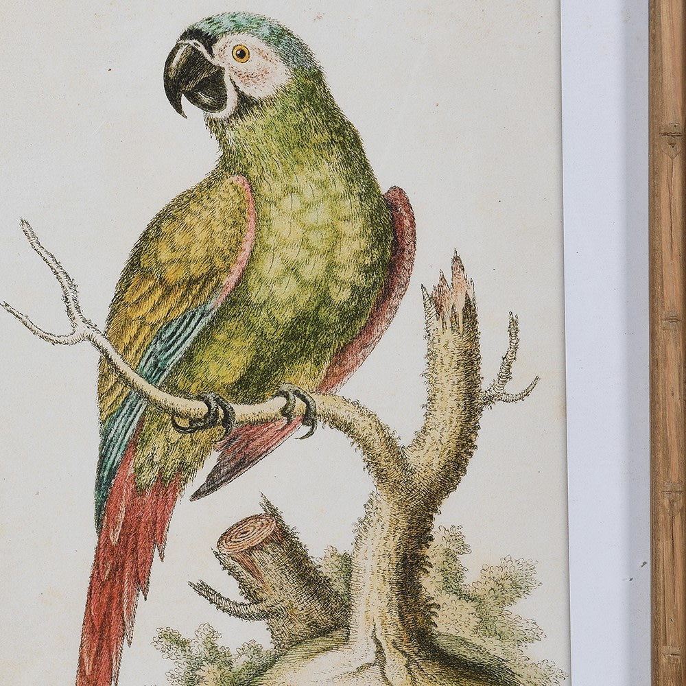SCARLETT Set of 2 framed vintage parrot pictures for tropical wall decor