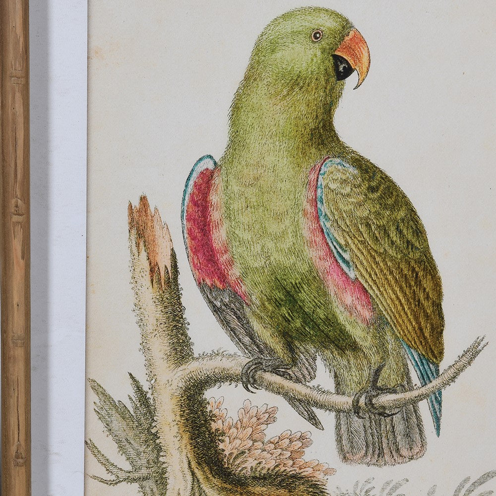 SCARLETT Set of 2 framed vintage parrot pictures for tropical wall decor