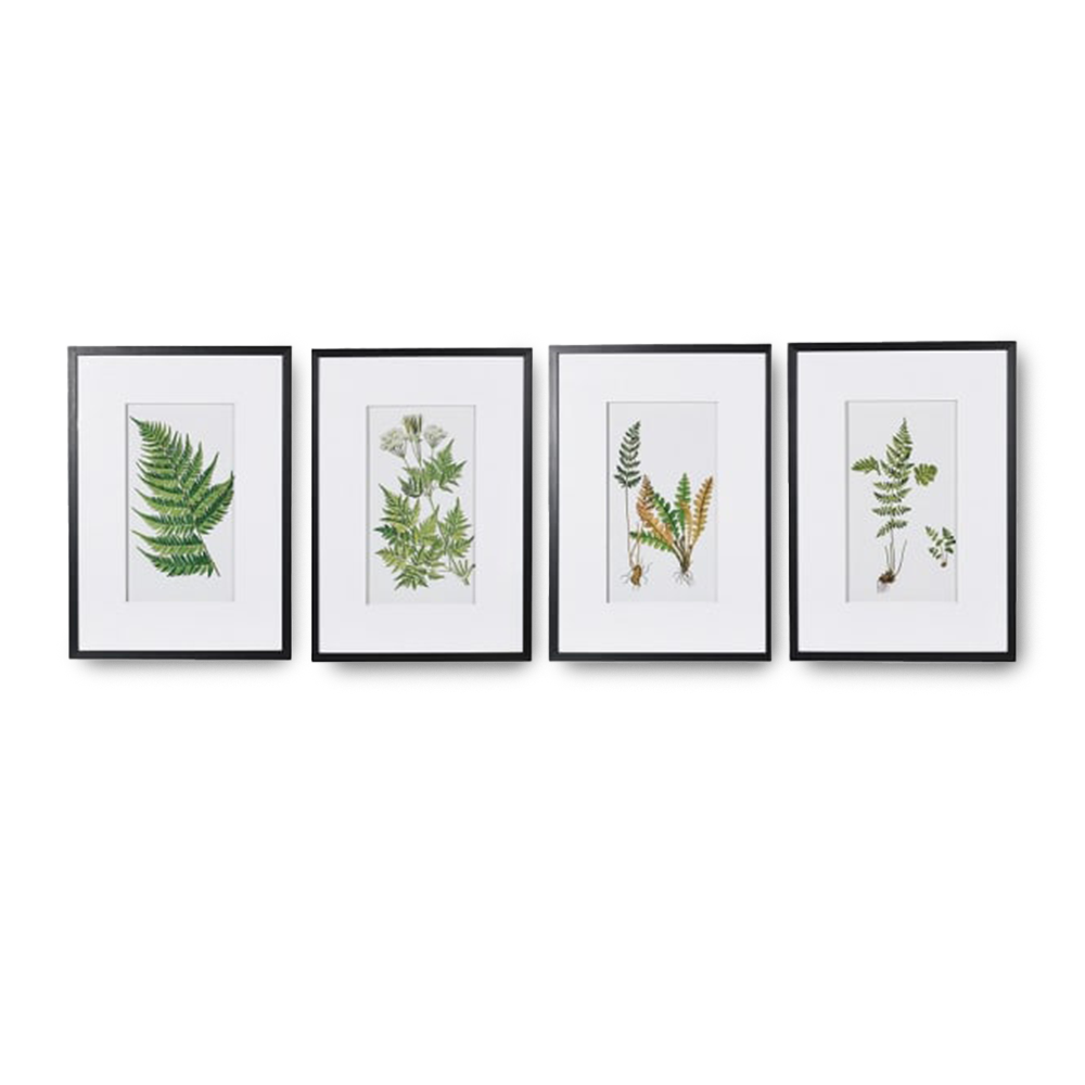 EMMA Set of 4 framed fern botanical prints for home wall decor