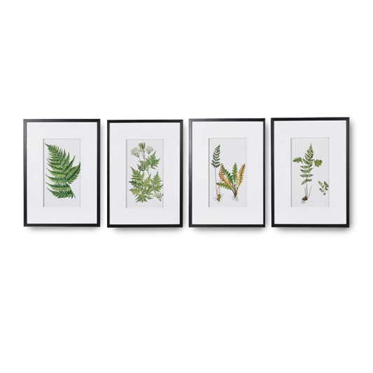 EMMA Set of 4 framed fern botanical prints for home wall decor