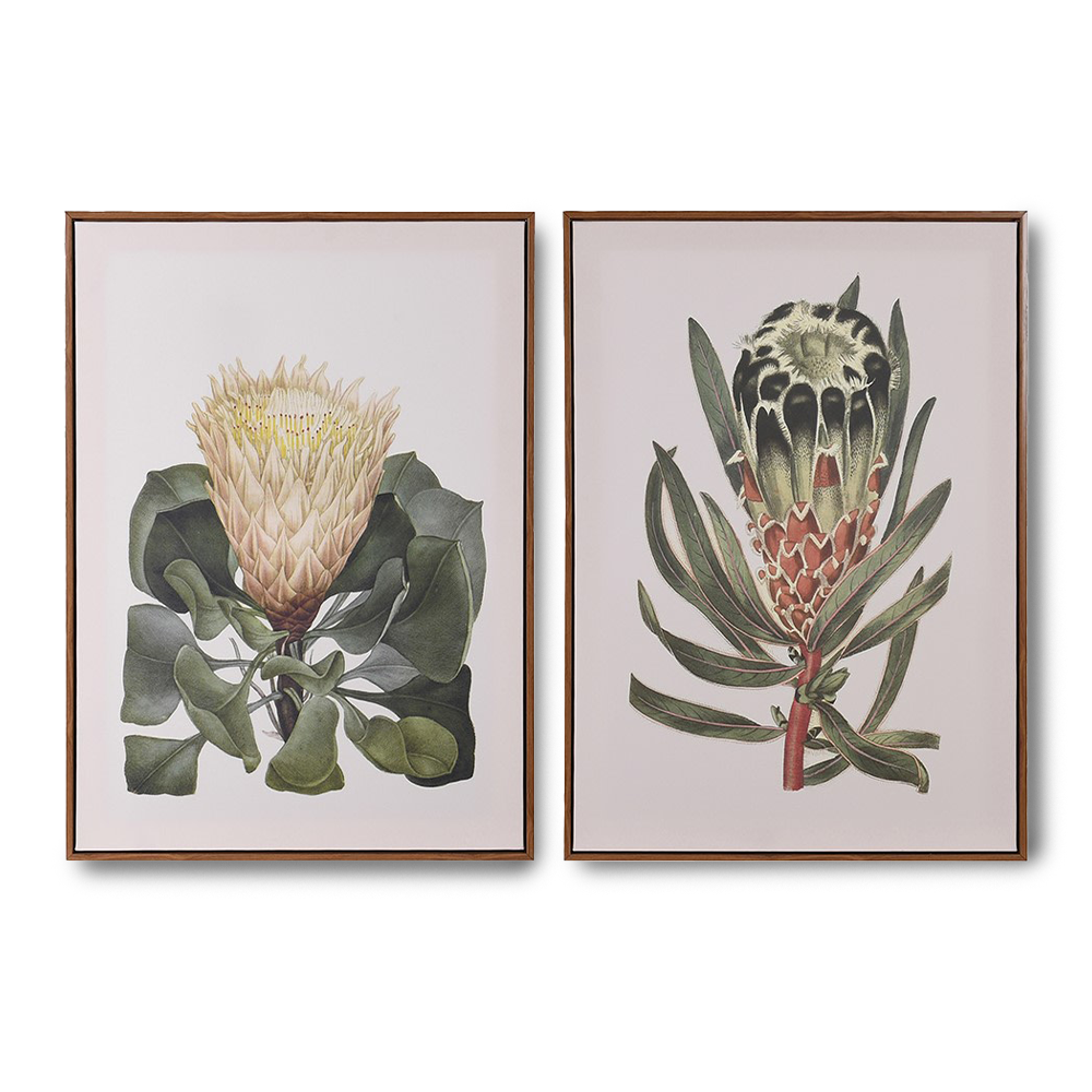 OPRAH Set of 2 framed Protea pictures featuring elegant botanical illustrations