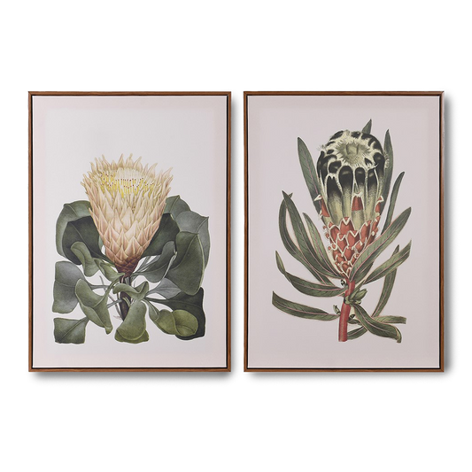 OPRAH Set of 2 framed Protea pictures featuring elegant botanical illustrations