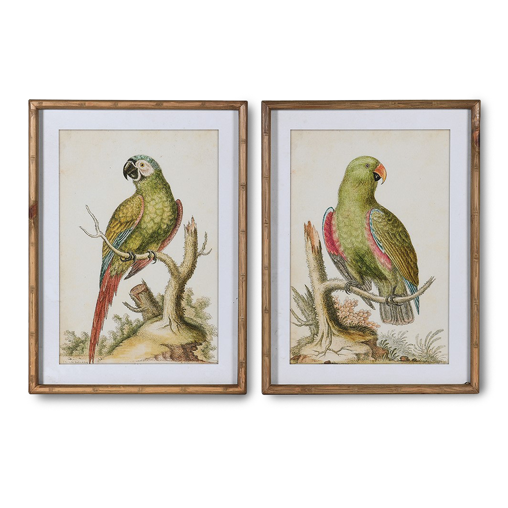 SCARLETT Set of 2 framed vintage parrot pictures for tropical wall decor