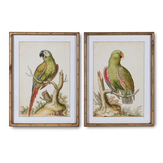 SCARLETT Set of 2 framed vintage parrot pictures for tropical wall decor